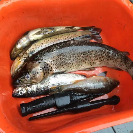 Gårdsturisme Sønstebø * Bo (Telemark)