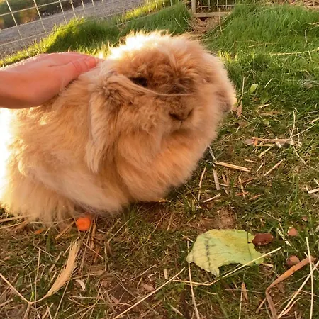 Gæstehus Gardsturisme Sonstebo