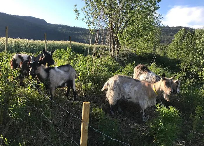 Gardsturisme Sonstebo 3* Бё