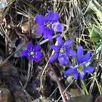 Gardsturisme Sonstebo Bo (Telemark)