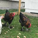 Affittacamere Gardsturisme Sonstebo 3*