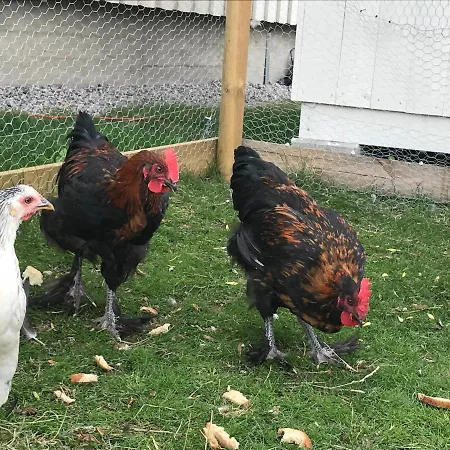 Πανσιόν Gardsturisme Sonstebo 3*