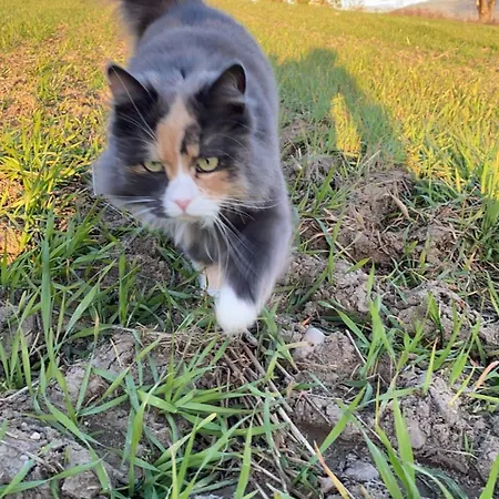 Gardsturisme Sonstebo Πανσιόν Bo (Telemark)