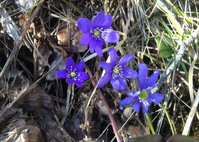 Gardsturisme Sonstebo 伯